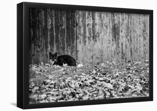 Black Cat With Yellow Eyes-null-Framed Poster