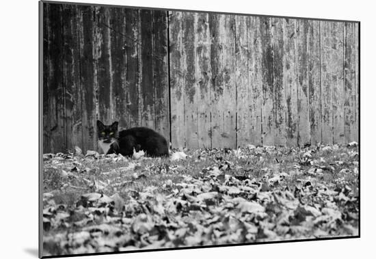 Black Cat With Yellow Eyes-null-Mounted Poster