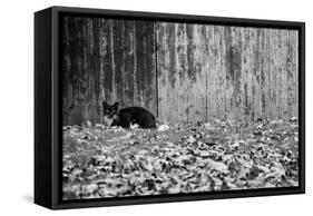 Black Cat With Yellow Eyes-null-Framed Stretched Canvas