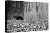 Black Cat With Yellow Eyes-null-Stretched Canvas