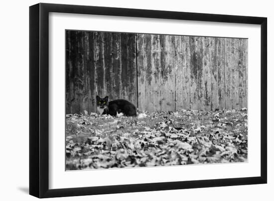 Black Cat With Yellow Eyes-null-Framed Photo