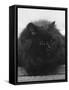 Black Cat-Thomas Fall-Framed Stretched Canvas