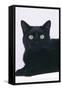 Black Cat-DLILLC-Framed Stretched Canvas