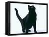 Black Cat-DLILLC-Framed Stretched Canvas