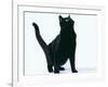 Black Cat-DLILLC-Framed Photographic Print