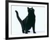 Black Cat-DLILLC-Framed Photographic Print