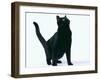 Black Cat-DLILLC-Framed Photographic Print