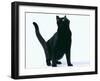 Black Cat-DLILLC-Framed Photographic Print