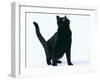 Black Cat-DLILLC-Framed Photographic Print