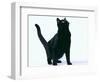 Black Cat-DLILLC-Framed Photographic Print