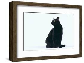 Black Cat-DLILLC-Framed Photographic Print