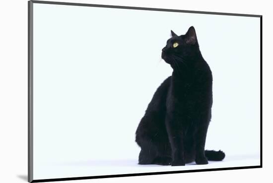 Black Cat-DLILLC-Mounted Photographic Print