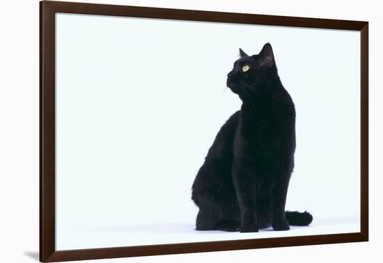 Black Cat-DLILLC-Framed Photographic Print