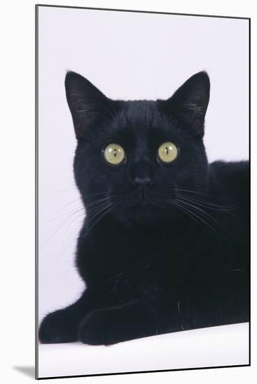 Black Cat-DLILLC-Mounted Photographic Print