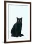 Black Cat-DLILLC-Framed Photographic Print