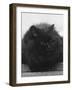 Black Cat-Thomas Fall-Framed Photographic Print