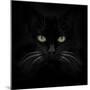 Black Cat-Lori Hutchison-Mounted Photographic Print