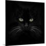 Black Cat-Lori Hutchison-Mounted Photographic Print