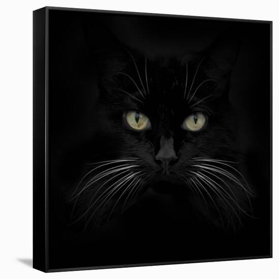 Black Cat-Lori Hutchison-Framed Stretched Canvas