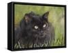 Black Cat-Sarah Davis-Framed Stretched Canvas