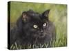 Black Cat-Sarah Davis-Stretched Canvas