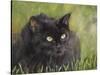 Black Cat-Sarah Davis-Stretched Canvas