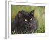 Black Cat-Sarah Davis-Framed Giclee Print