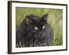 Black Cat-Sarah Davis-Framed Giclee Print