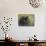 Black Cat-Sarah Davis-Mounted Giclee Print displayed on a wall