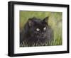 Black Cat-Sarah Davis-Framed Giclee Print