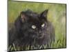 Black Cat-Sarah Davis-Mounted Giclee Print