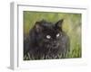 Black Cat-Sarah Davis-Framed Giclee Print