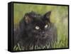 Black Cat-Sarah Davis-Framed Stretched Canvas