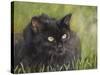 Black Cat-Sarah Davis-Stretched Canvas