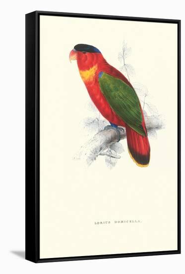 Black-Ccapped Lory - Lorius Domicella-Edward Lear-Framed Stretched Canvas