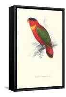 Black-Ccapped Lory - Lorius Domicella-Edward Lear-Framed Stretched Canvas