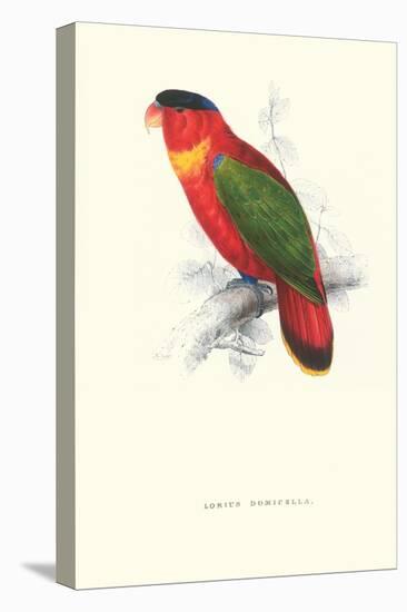 Black-Ccapped Lory - Lorius Domicella-Edward Lear-Stretched Canvas