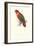 Black-Ccapped Lory - Lorius Domicella-Edward Lear-Framed Art Print