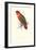 Black-Ccapped Lory - Lorius Domicella-Edward Lear-Framed Art Print