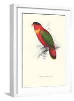 Black-Ccapped Lory - Lorius Domicella-Edward Lear-Framed Art Print