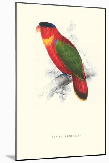 Black-Ccapped Lory - Lorius Domicella-Edward Lear-Mounted Art Print