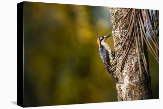 Black cheeked Woodpecker (Melanerpes Pucherani), Boca Tapada, Alajuela Province, Costa Rica-Matthew Williams-Ellis-Stretched Canvas