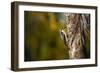 Black cheeked Woodpecker (Melanerpes Pucherani), Boca Tapada, Alajuela Province, Costa Rica-Matthew Williams-Ellis-Framed Photographic Print