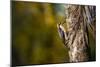 Black cheeked Woodpecker (Melanerpes Pucherani), Boca Tapada, Alajuela Province, Costa Rica-Matthew Williams-Ellis-Mounted Photographic Print