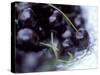 Black Cherries-Ulrike Holsten-Stretched Canvas