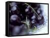 Black Cherries-Ulrike Holsten-Framed Stretched Canvas