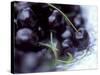 Black Cherries-Ulrike Holsten-Stretched Canvas