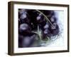 Black Cherries-Ulrike Holsten-Framed Photographic Print