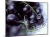 Black Cherries-Ulrike Holsten-Mounted Photographic Print