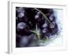 Black Cherries-Ulrike Holsten-Framed Photographic Print